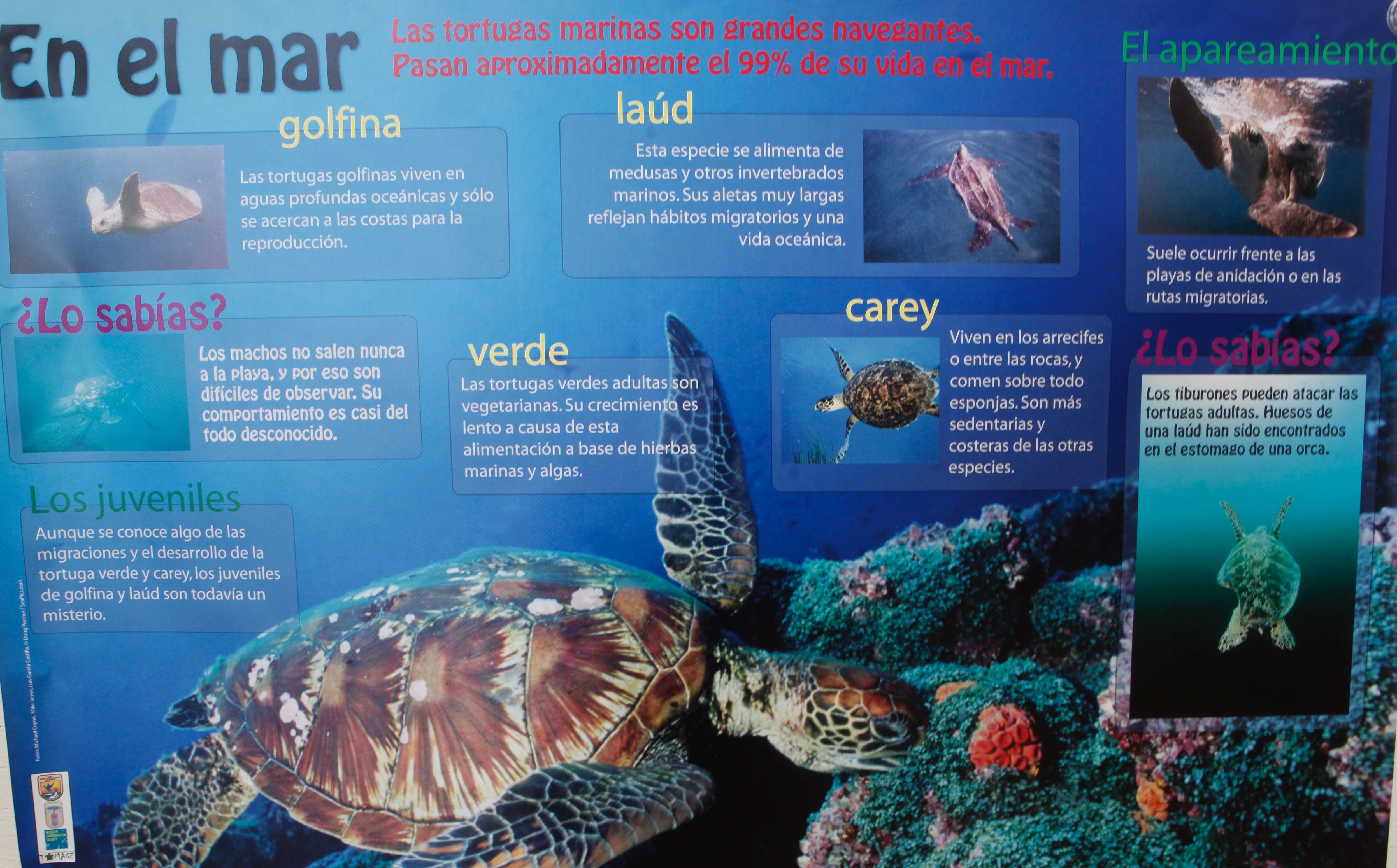 Embajadoras del Agua